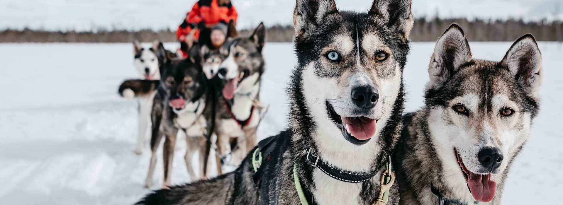 Husky safari | LaplandPro Husky safari